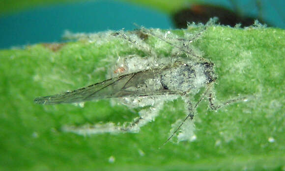 Image of Plocamaphis