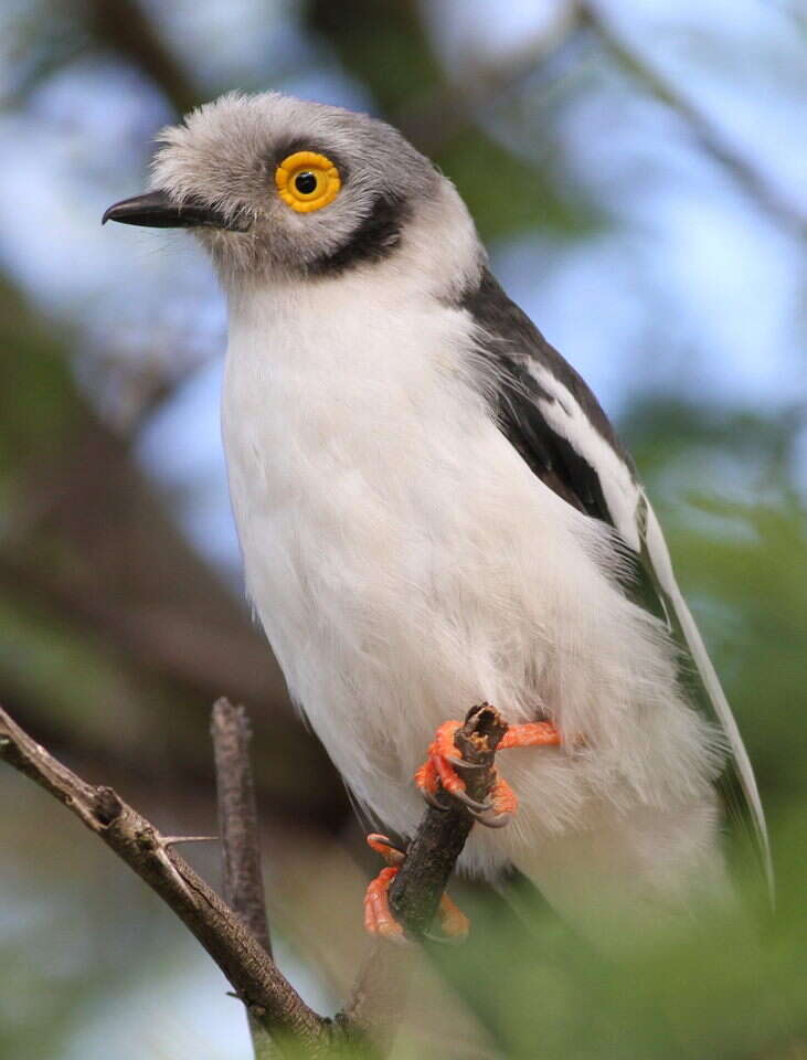 Prionops plumatus (Shaw 1809)的圖片