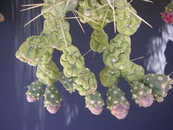 Image of Chollas