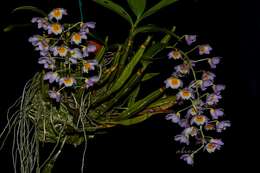 صورة Dendrobium farmeri Paxton