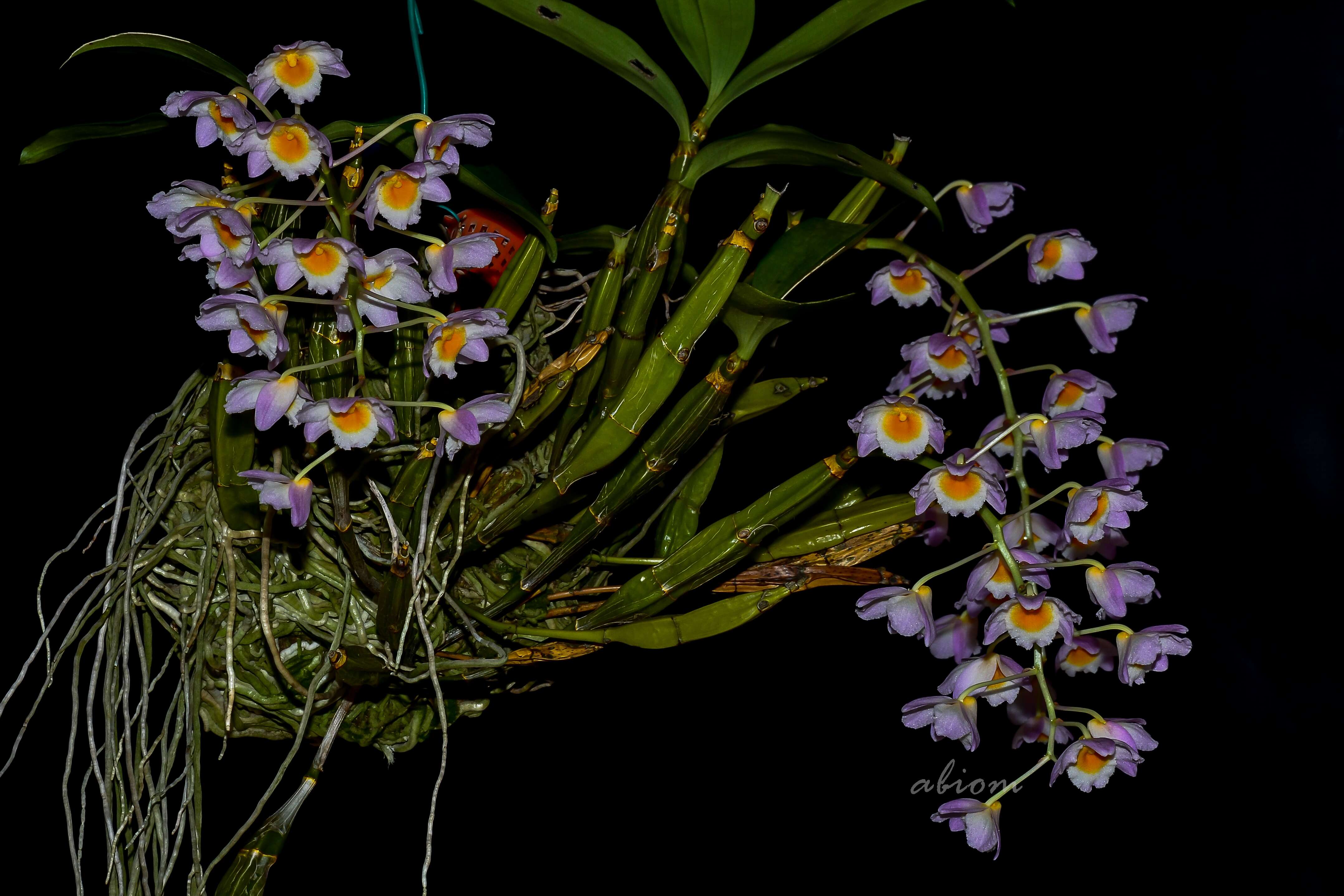 صورة Dendrobium farmeri Paxton