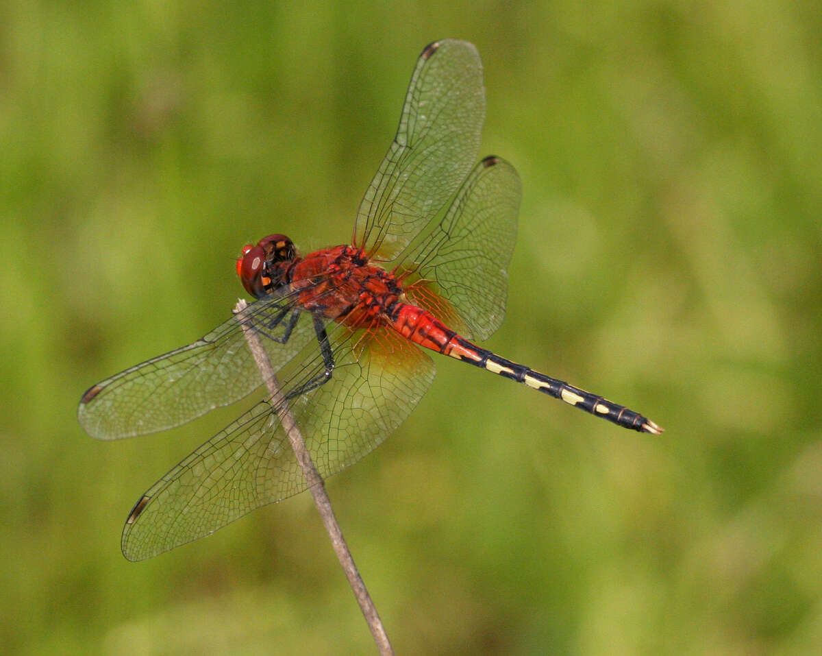 Image of Barbet Percher