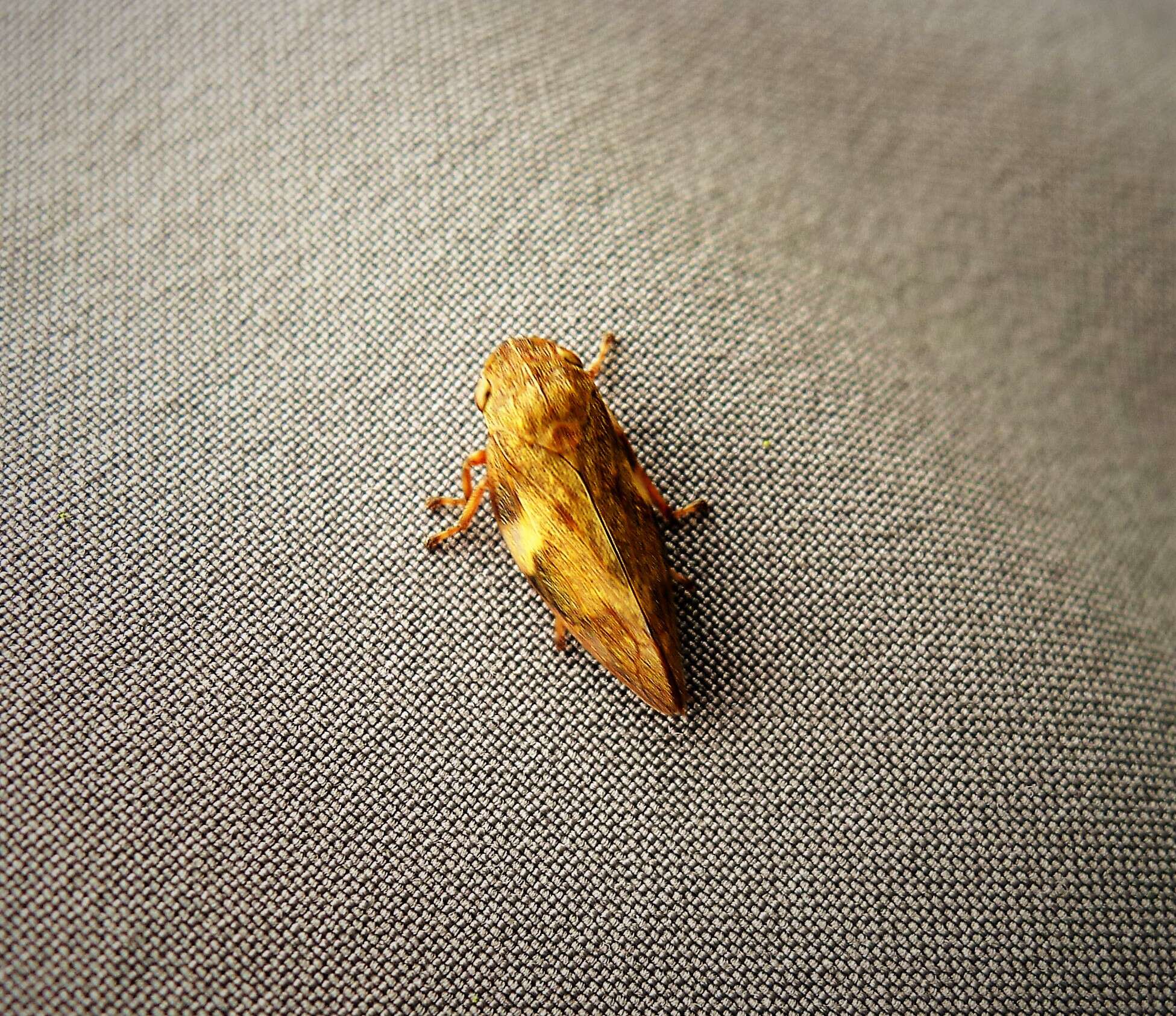 Image of European Alder Spittlebug