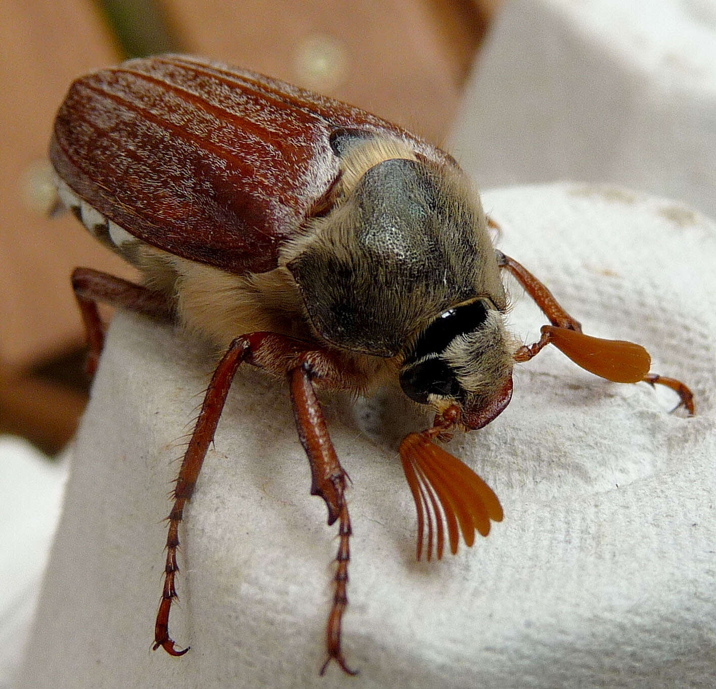 Image of Common cockchafer