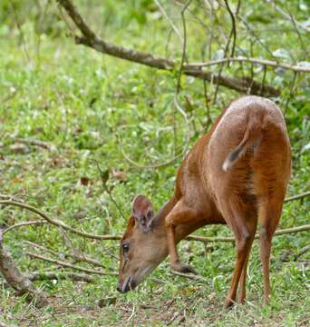 Image of Natal Duiker