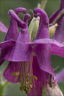 Image of Bulgarian Columbine