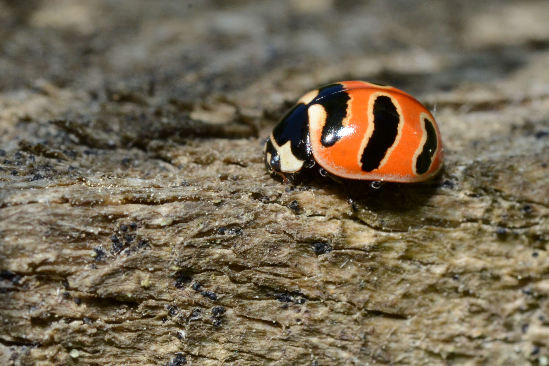 Image of Three-banded Lady Beetle