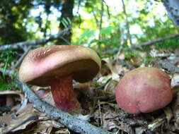 Image of Boletus bicolor Raddi 1806