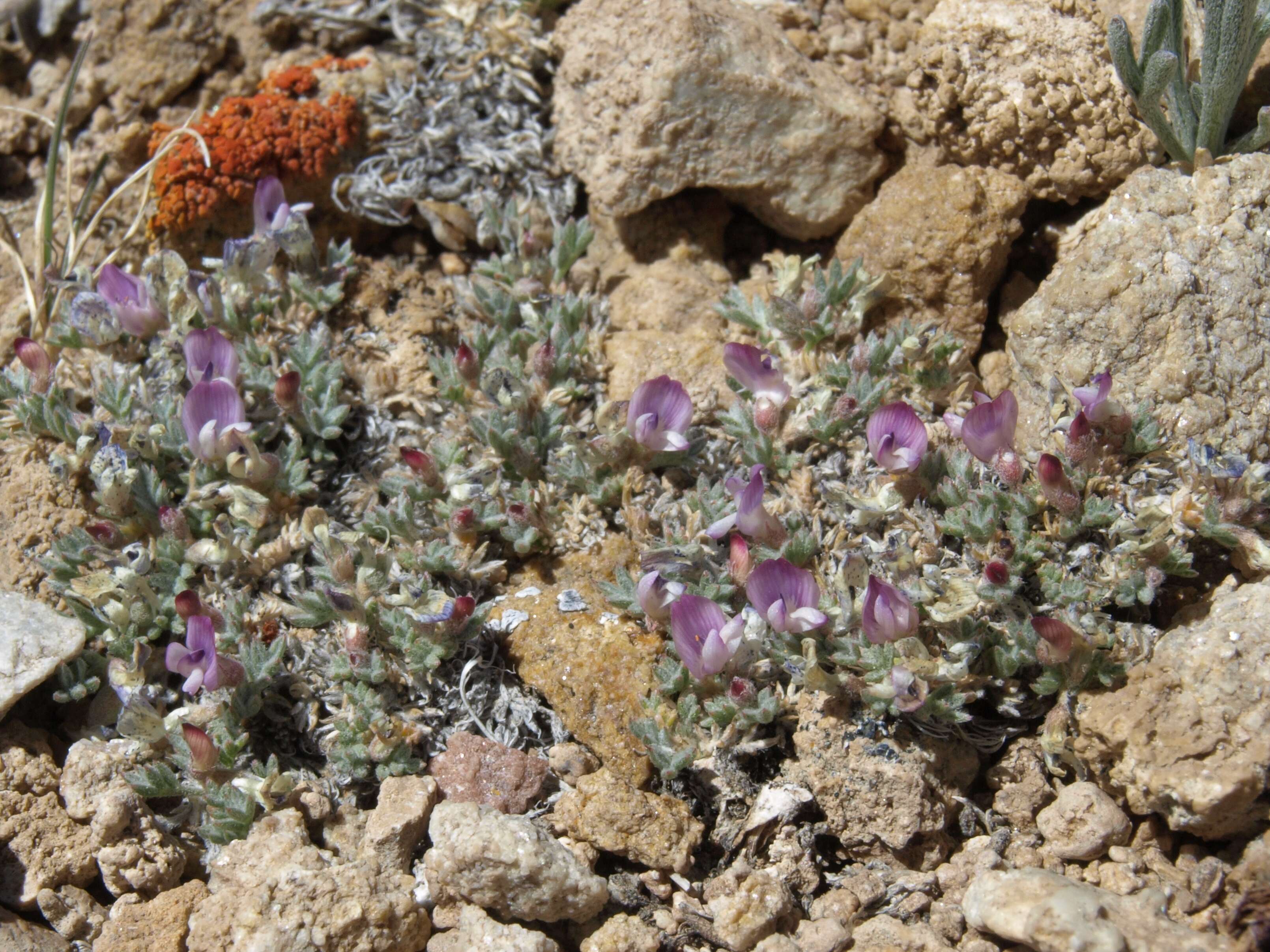 Image of spiny milkvetch