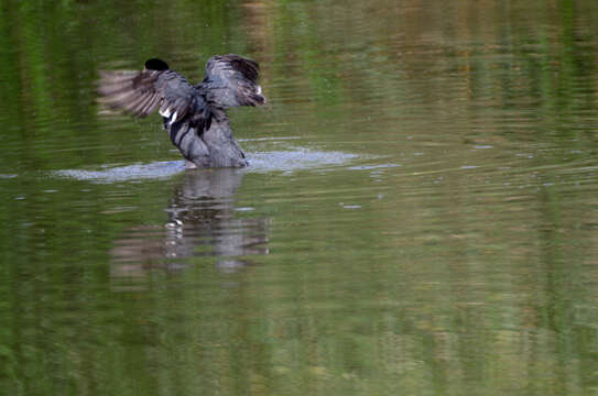 Image of Fulica Linnaeus 1758