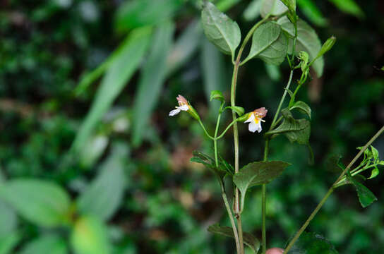 Image of Vandellia longituba Yamazaki