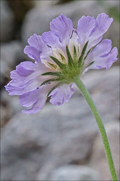 Sivun Lomelosia graminifolia (L.) W. Greuter & Burdet kuva