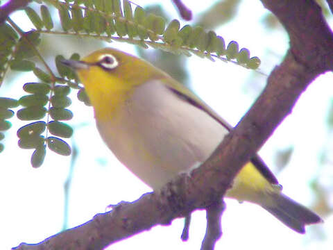 Image of Japanese White-eye