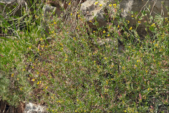 Image of Medicago prostrata Jacq.