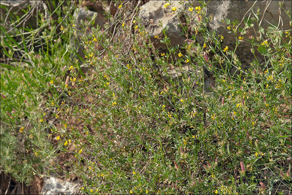 Слика од Medicago prostrata Jacq.