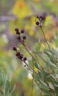 Image of flyweed