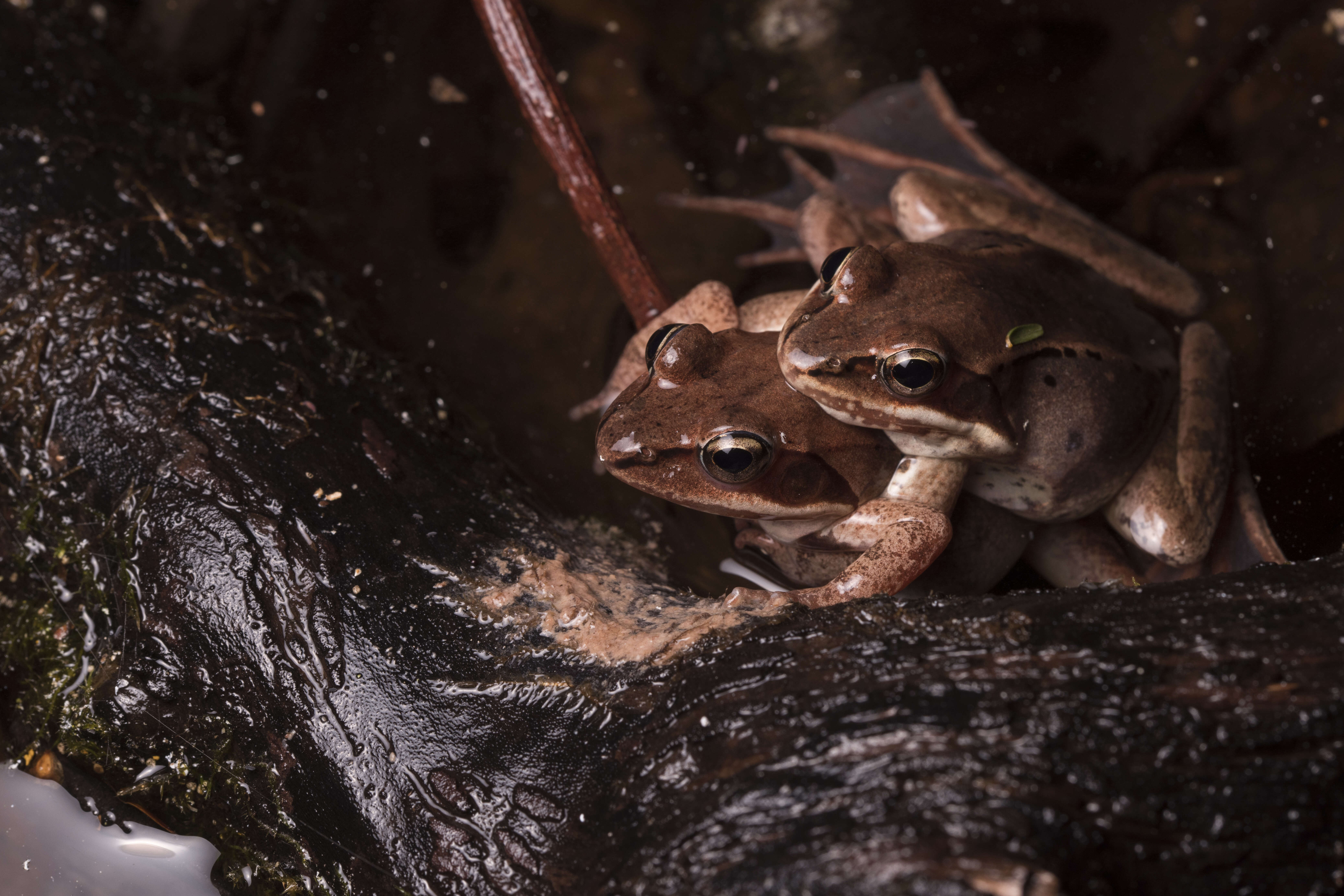 Image of Lithobates Fitzinger 1843