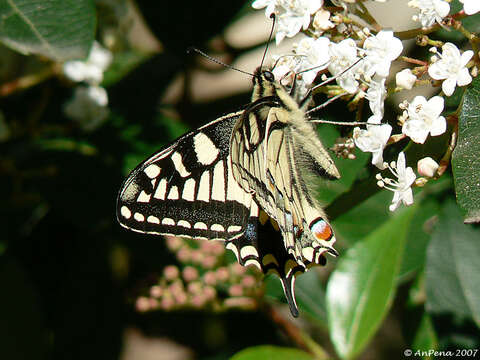 Image of Old World Swallowtail