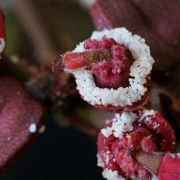 Image of Euphorbia umbellata (Pax) Bruyns