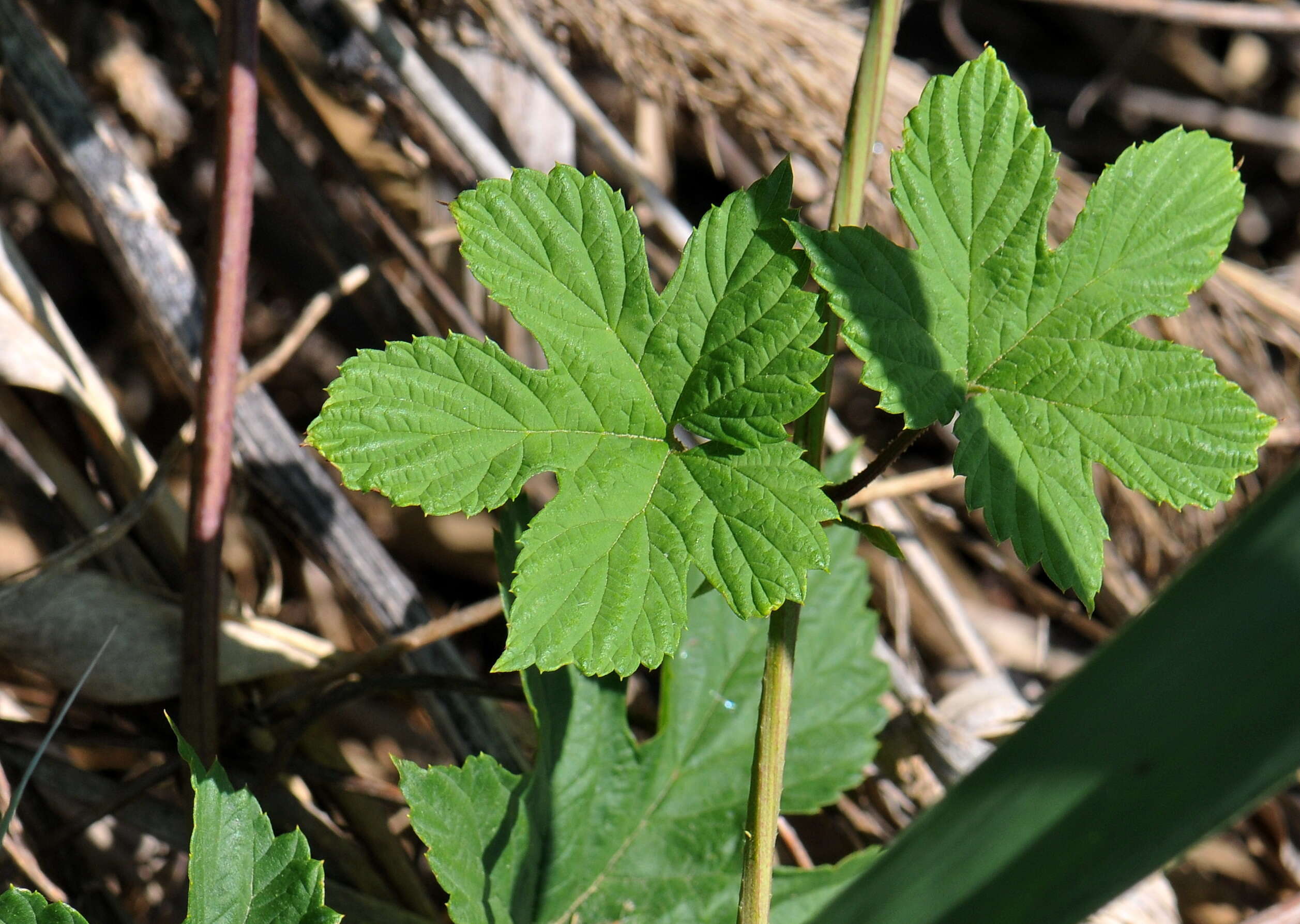 Image of common hop