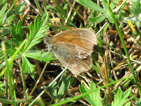 Image of Juvenal's Duskywing