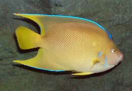 Image of Angelfishes