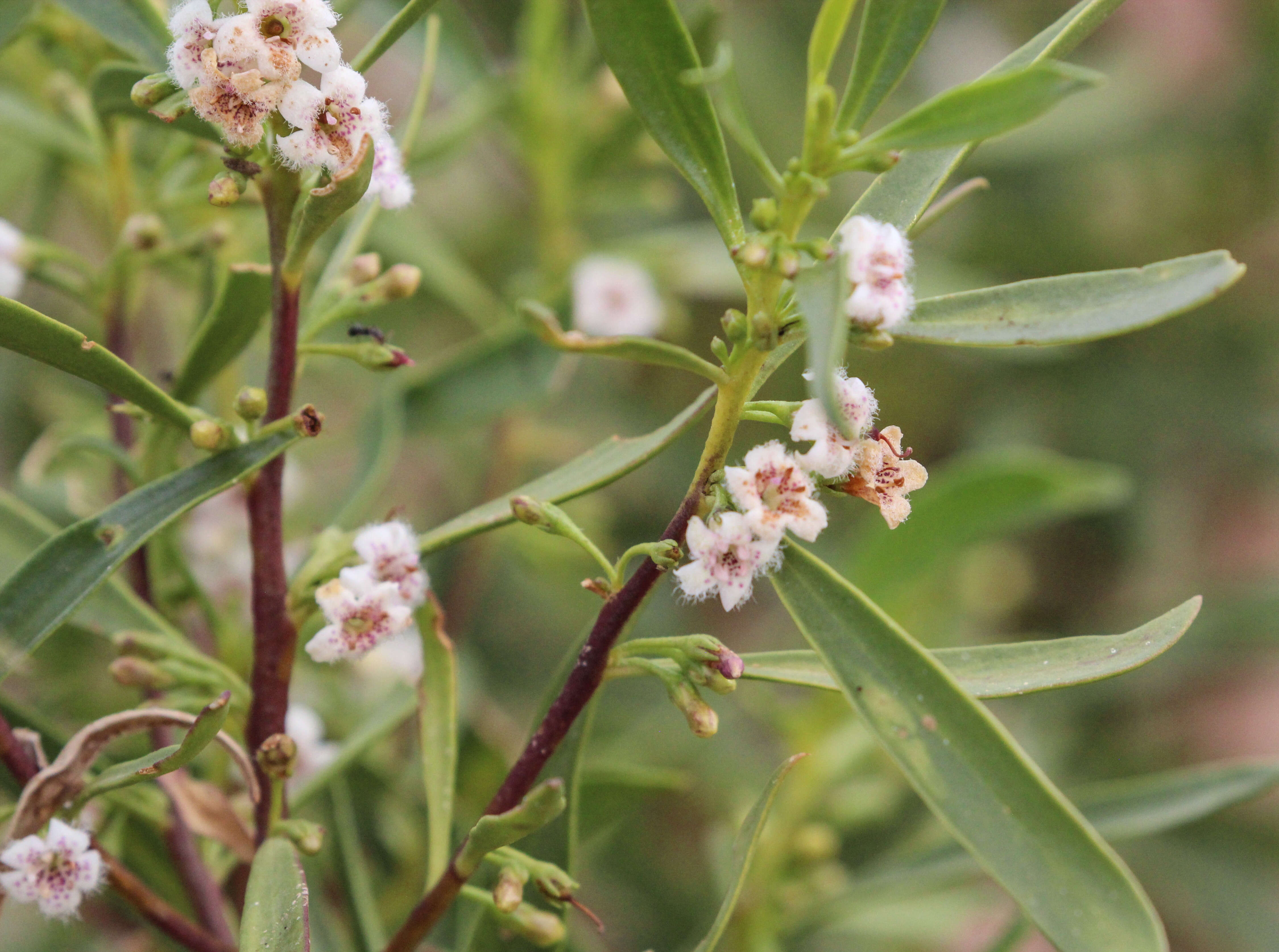 Image of Myoporum tenuifolium G. Forster