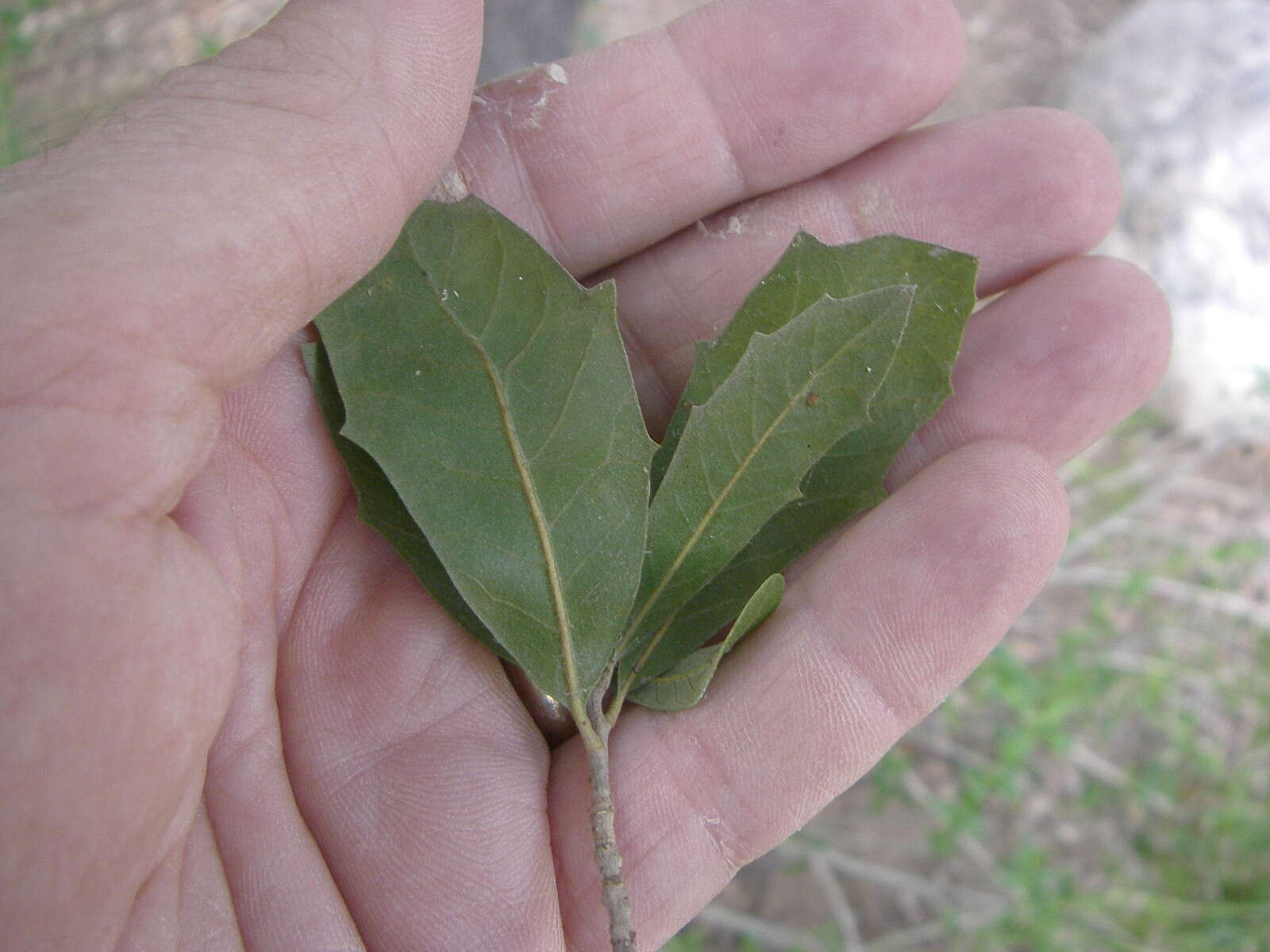 Image of Texas live oak
