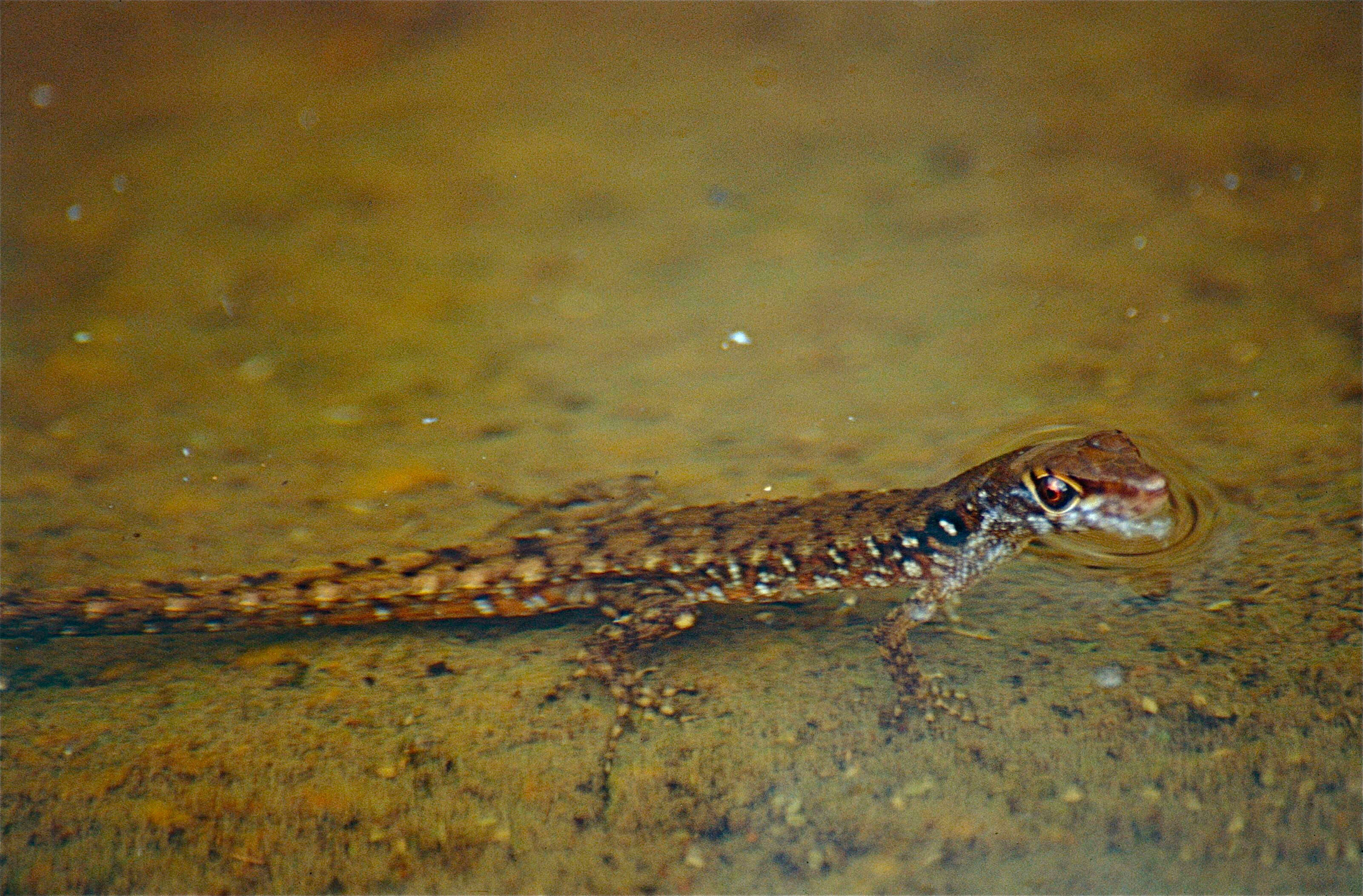 Image of Common Venezuelan water teiid