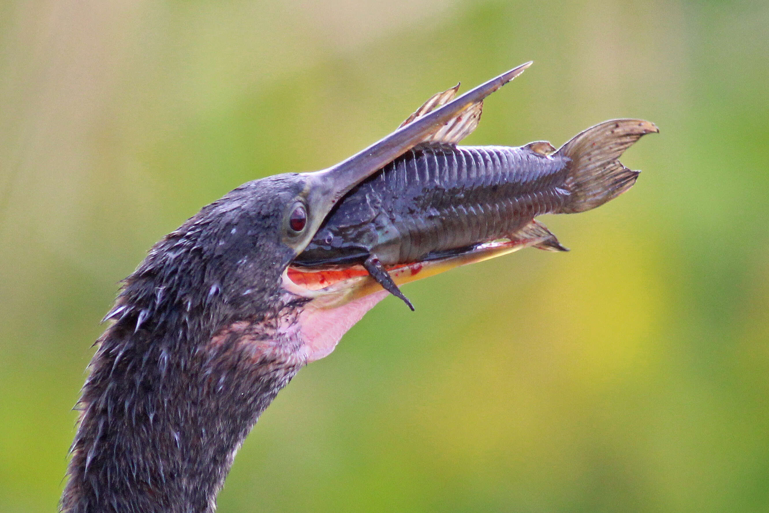 Image of callichthyid armored catfishes