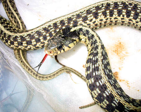 Image of Thamnophis sirtalis sirtalis (Linnaeus 1758)