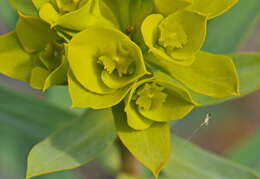 Image of Euphorbia nicaeensis All.