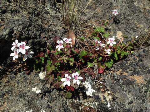 Imagem de Pelargonium australe (Poir.) Jacq.