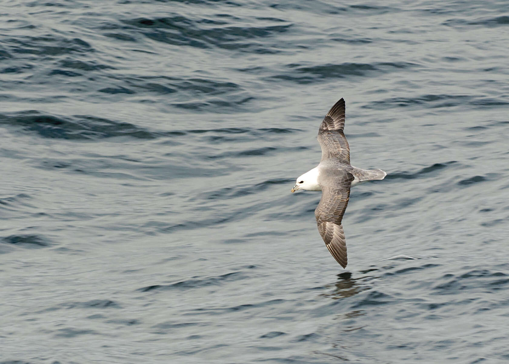 Image of Fulmar