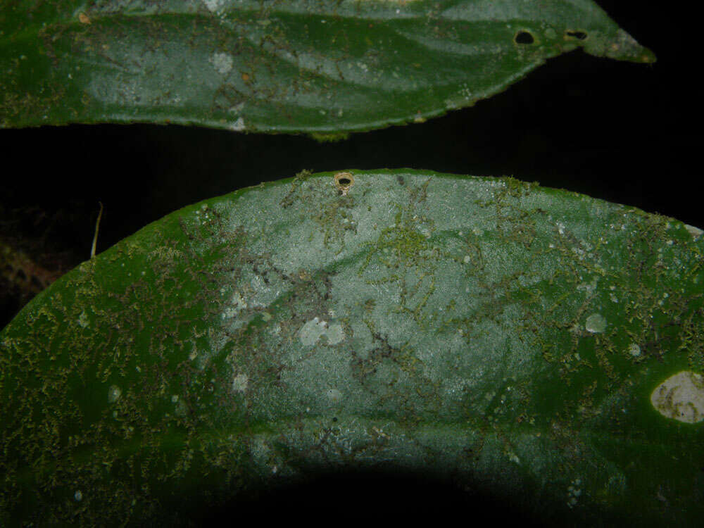 Image of Columnea segregata B. D. Morley