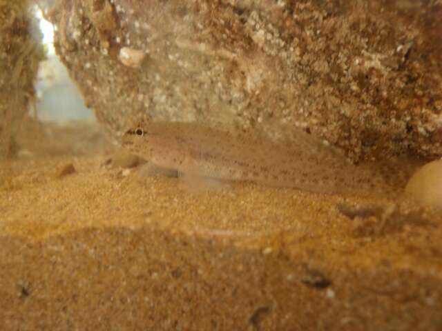 Image of Bucchich's Goby