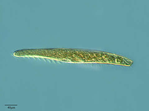 Image of Spirostomidae