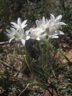 صورة Dichelostemma capitatum (Benth.) Alph. Wood