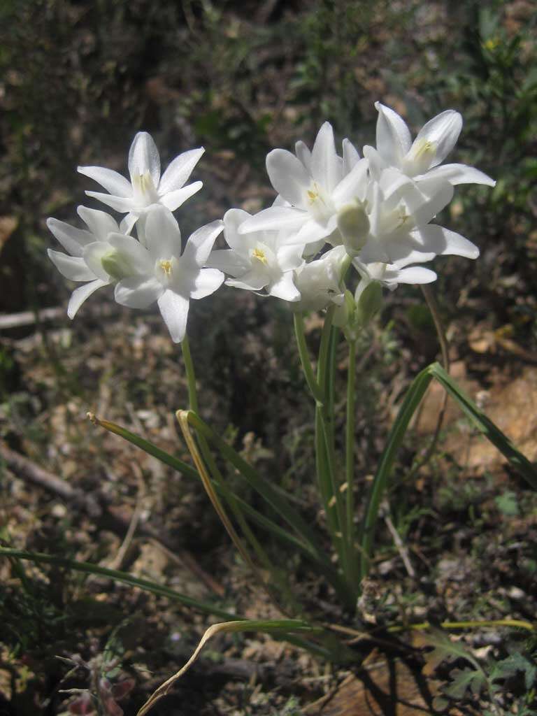 صورة Dichelostemma capitatum (Benth.) Alph. Wood