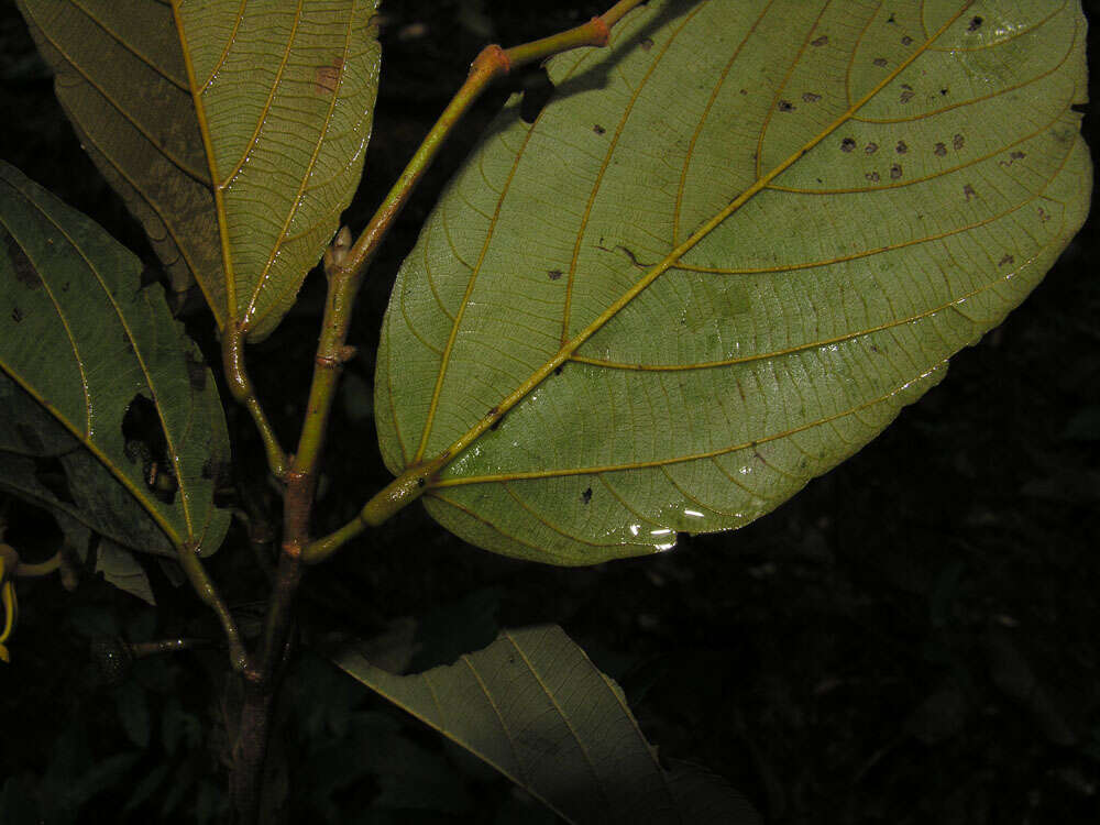 Sivun Apeiba membranacea Spruce ex Benth. kuva