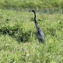 Area melanocephala resmi