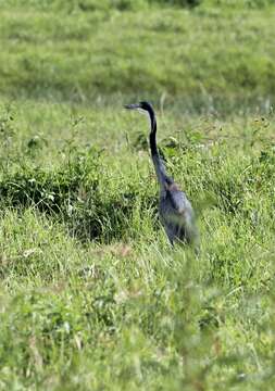 Imagem de Area melanocephala