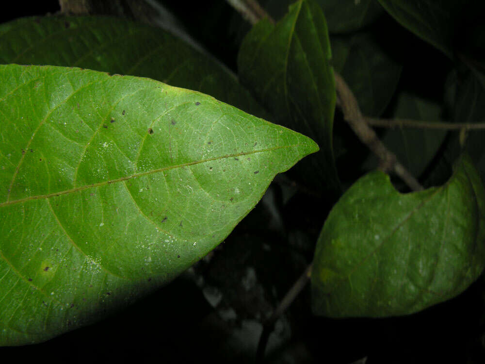 Image of Mortoniodendron anisophyllum (Standl.) Standl. & Steyerm.