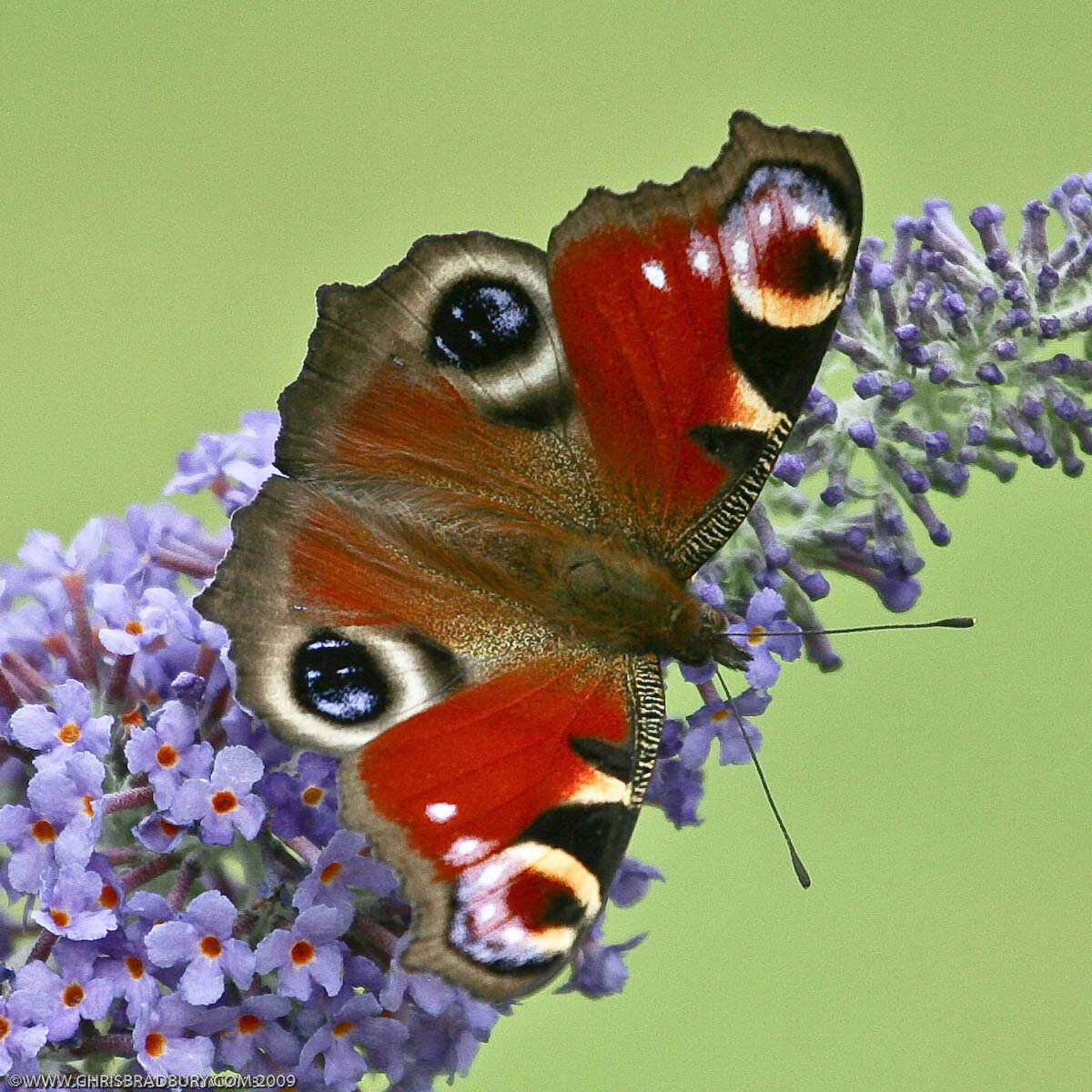 Imagem de Nymphalidae