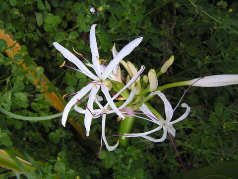 Image of Mangrove lily