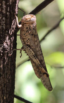 Image of Valanga irregularis (Walker & F. 1870)