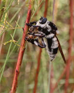 Image of Bee Killers