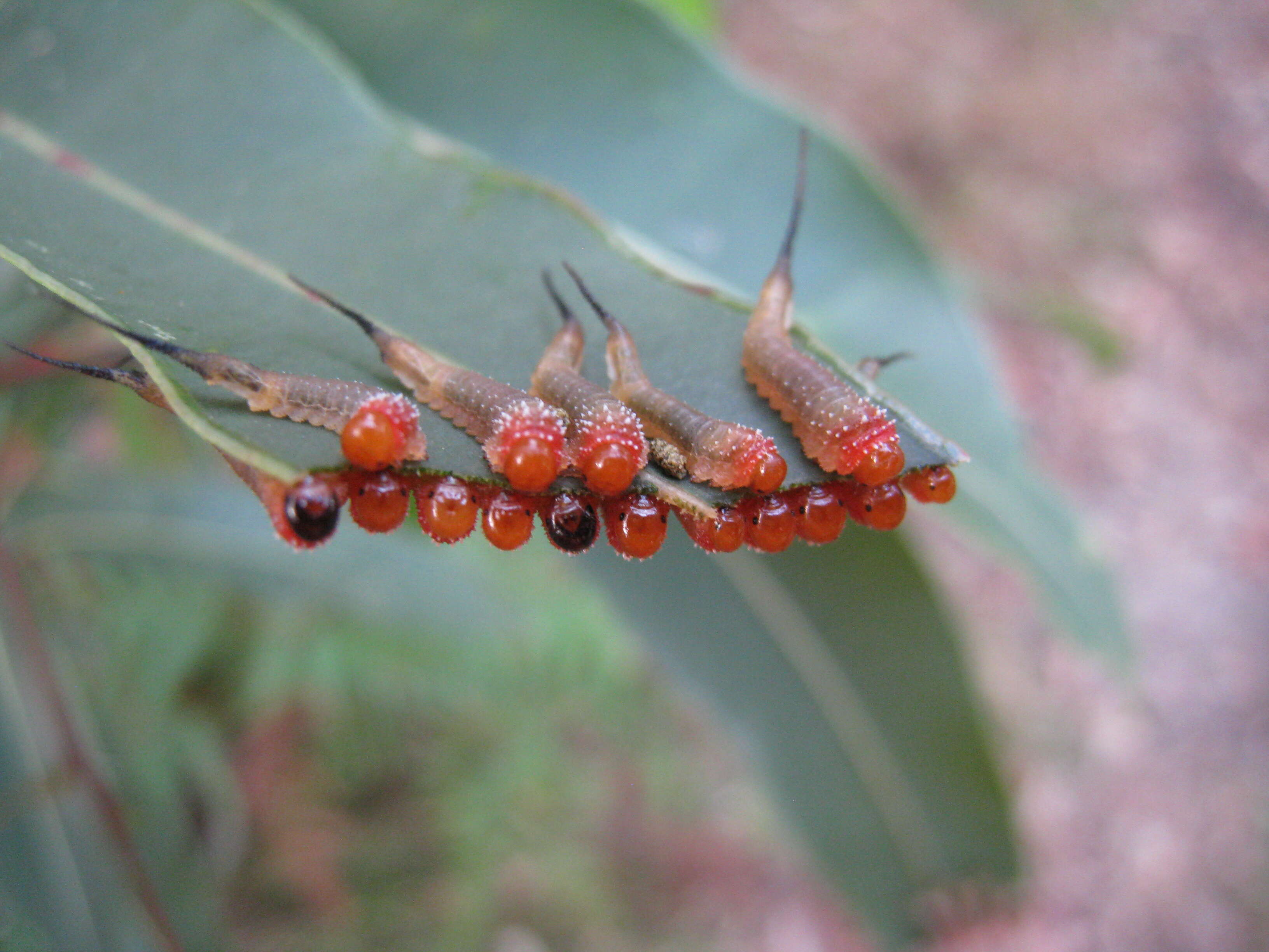 Image of Hymenoptera