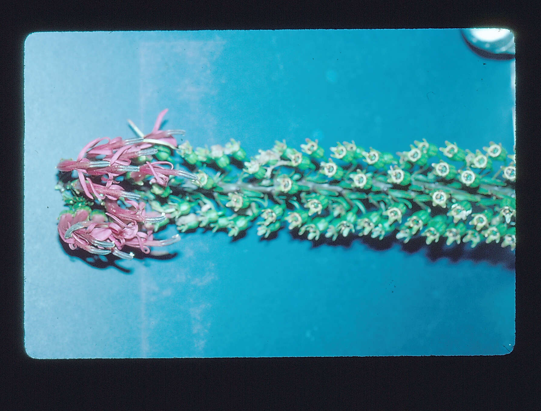 Слика од Trematolobelia singularis H. St. John