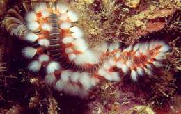 Image of Bearded Fireworm